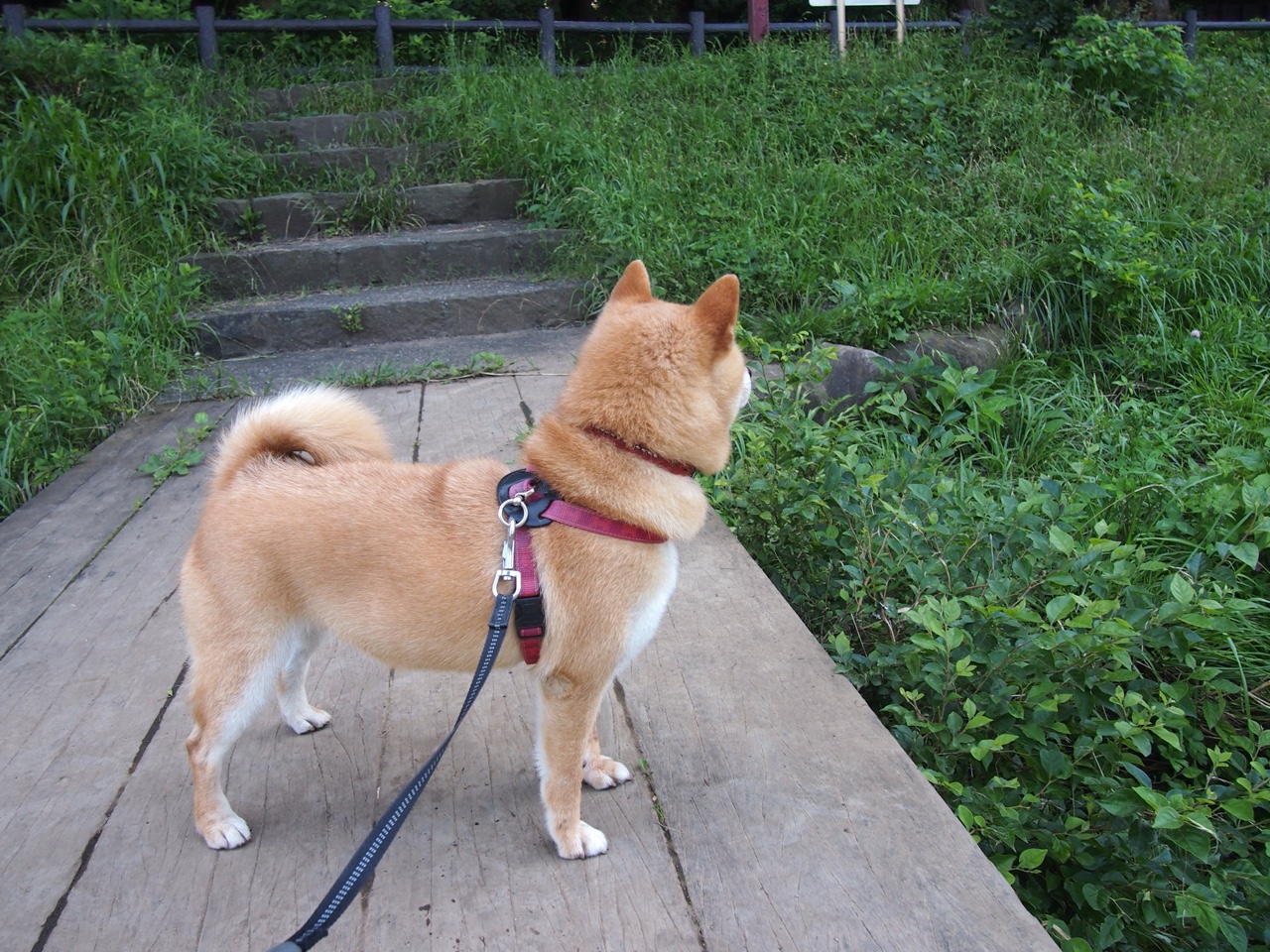 爱游戏app-全国青少年“篮球文化节”在昆明跨界融合，推广多元体育文化，昆明青少年篮球训练营