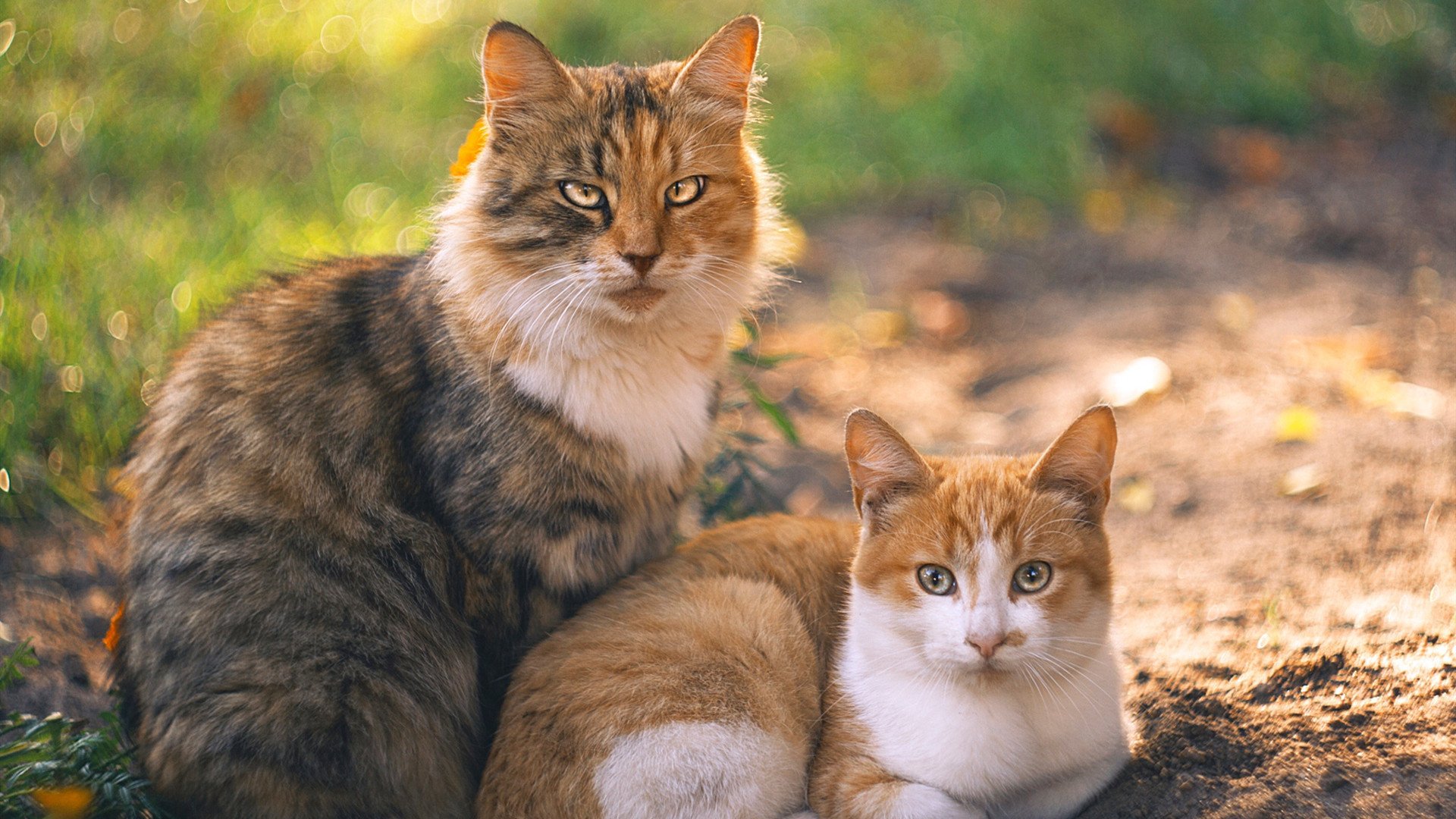 加强足球运动员职业规划，推动行业健康可持续发展，足球运动员的职业素养