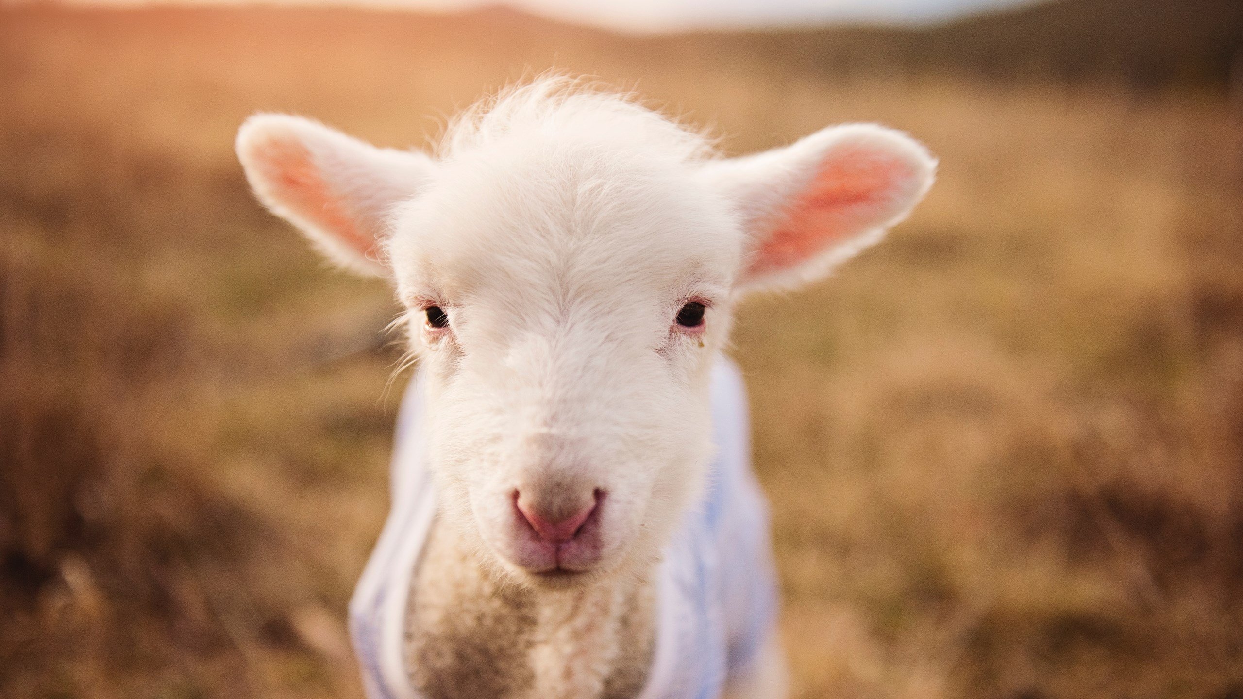 爱游戏官方网站-国际游泳联盟推出新反兴奋剂措施，保障比赛公平，国际业余游泳联会成立于1958年