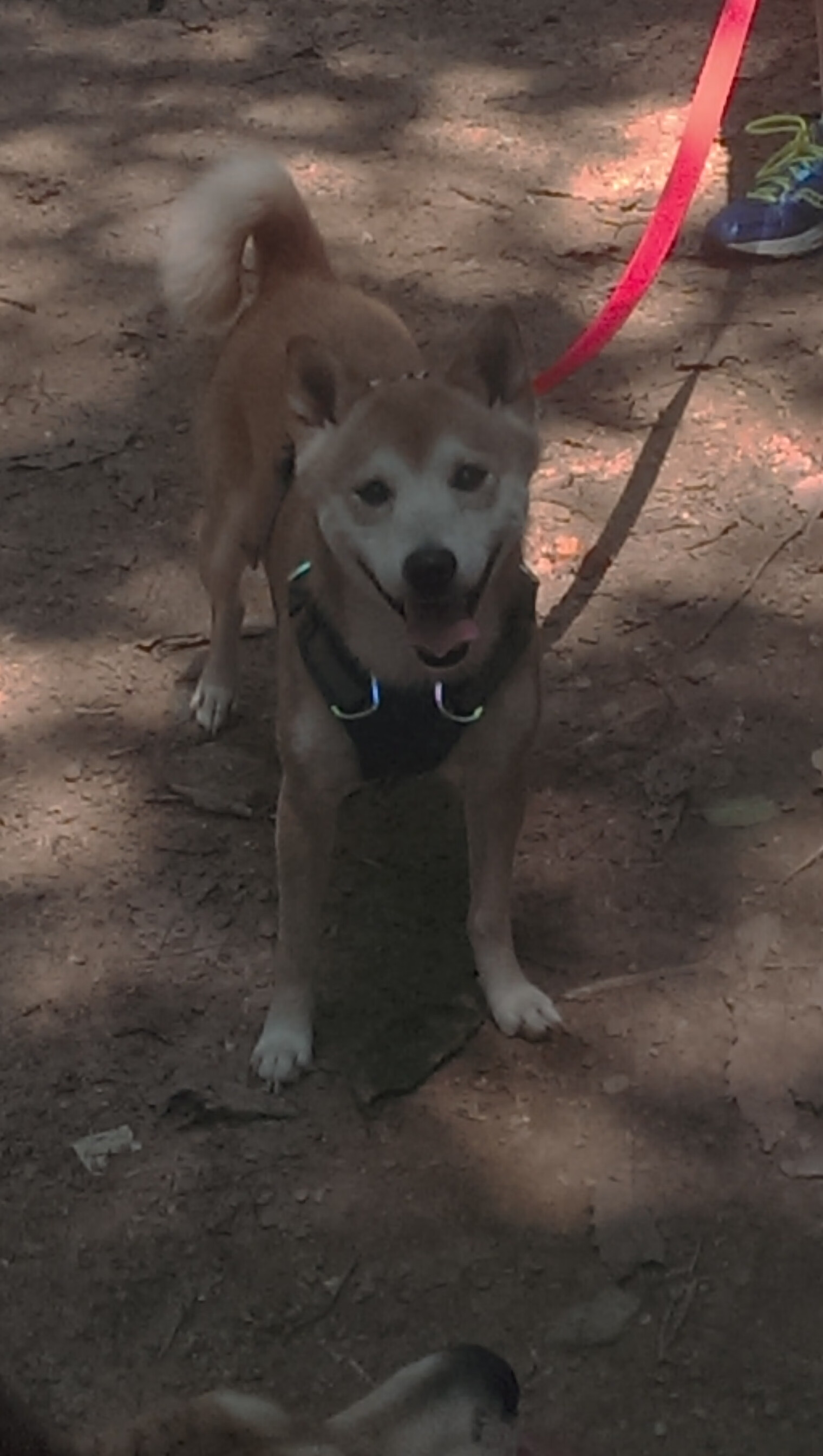 塞内加尔马术协会授予马马杜·巴“年度最佳盛装舞步骑手”称号。